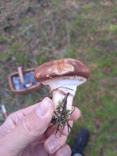 Purple-veiled Slippery Jack