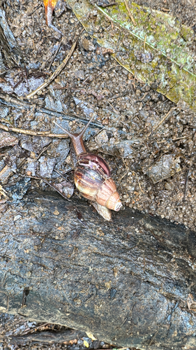 African Giant Snail
