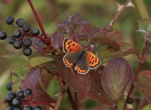 Small Copper