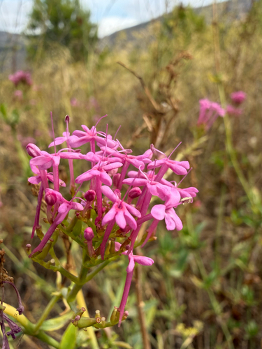 Red Valerian
