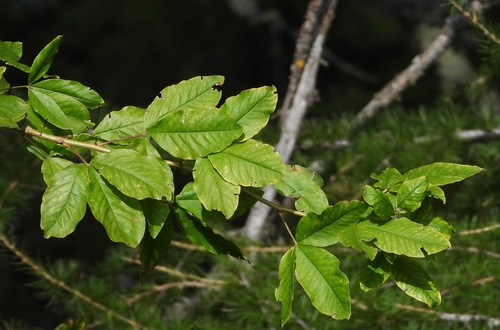 Laburnum alpinum, 2026-09-16