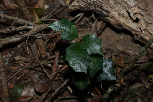 Alchornea ilicifolia, photograph 1
