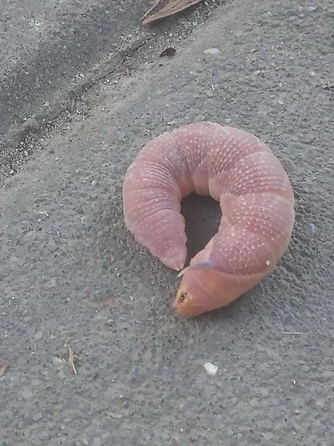 Lime Hawkmoth