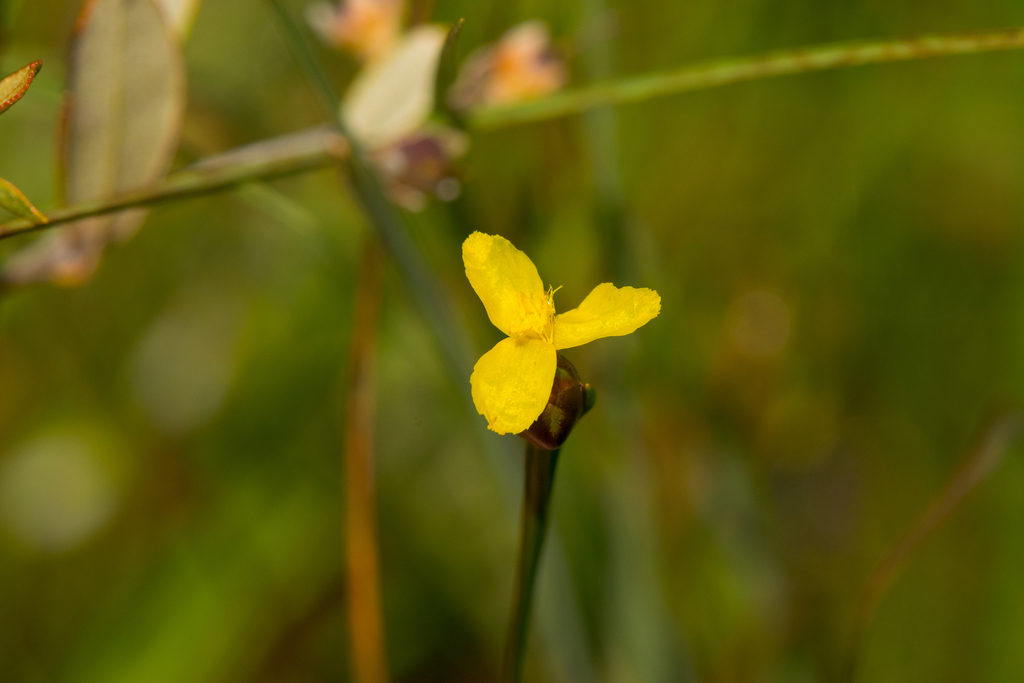 northern yellow-eyed grass