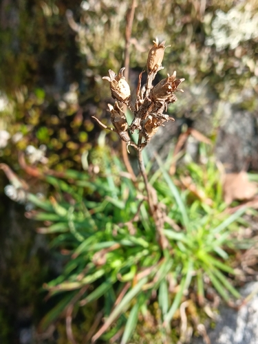 Sticky Catchfly