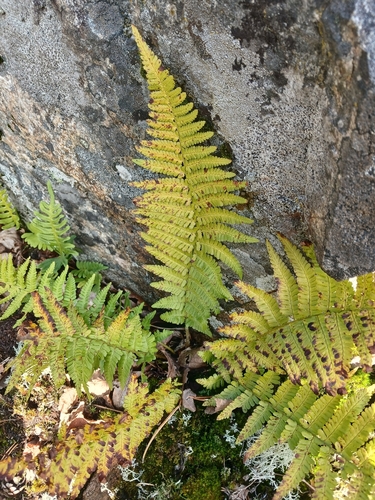 male fern