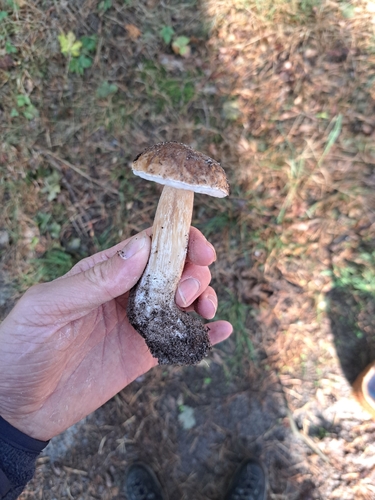King Bolete