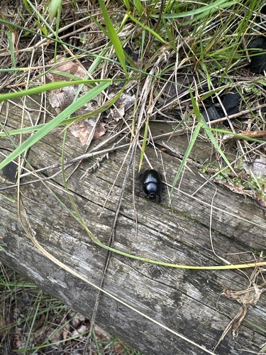 Woodland Dor Beetle