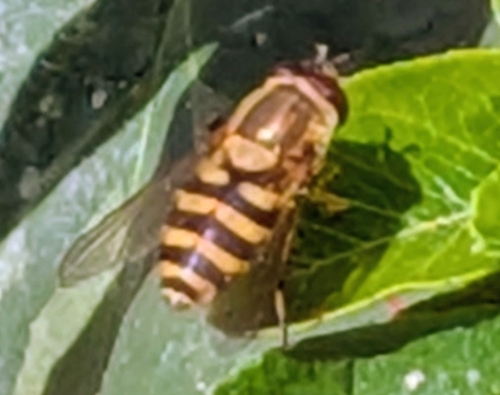Common Flower Flies