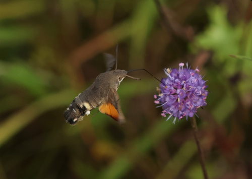 Eurasian Hummingbird Hawkmoth