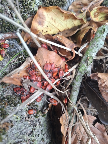 European Firebug