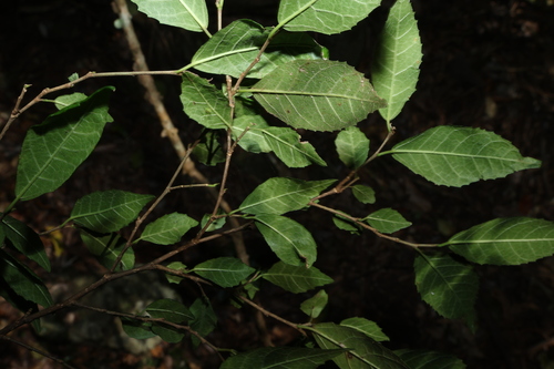 Paratrophis pendulina, photograph 3