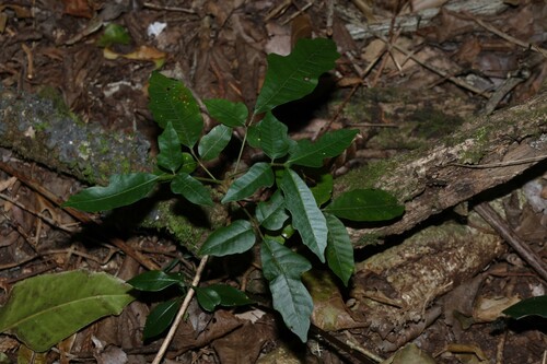 Rhodosphaera rhodanthema, photograph 2