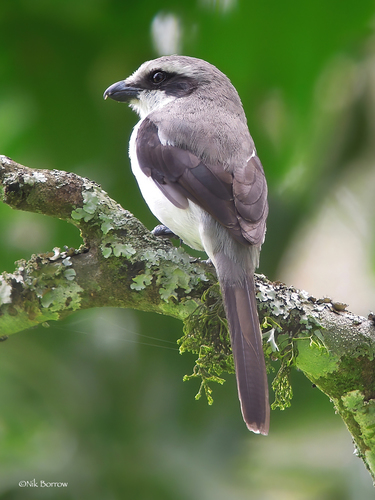 Mackinnon's Shrike