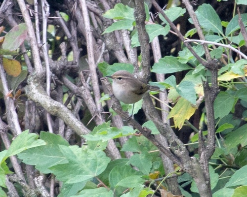 Common Chiffchaff