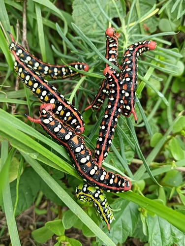 Leafy Spurge Hawkmoth