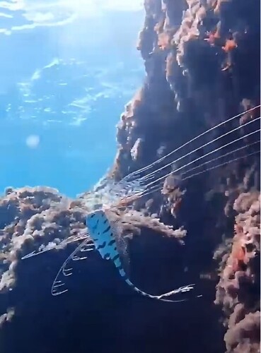 Scalloped Ribbonfish