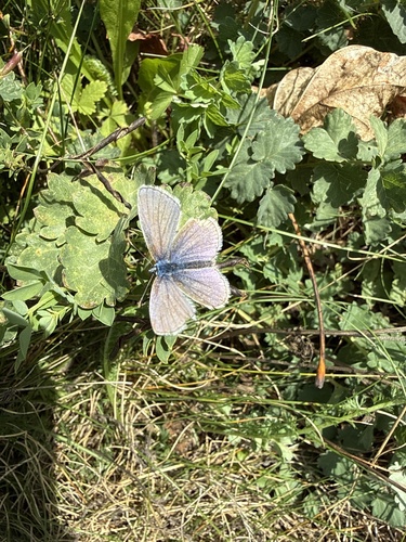 Common Blue