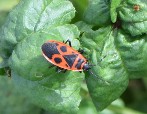 European Firebug