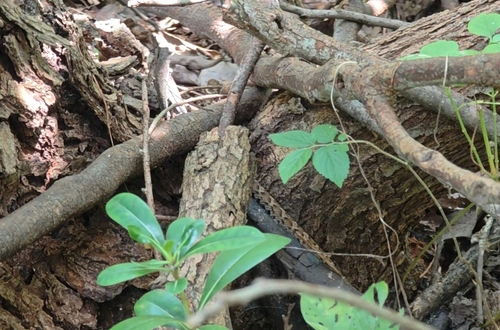 Short-tailed Mamushi