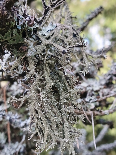 tree moss