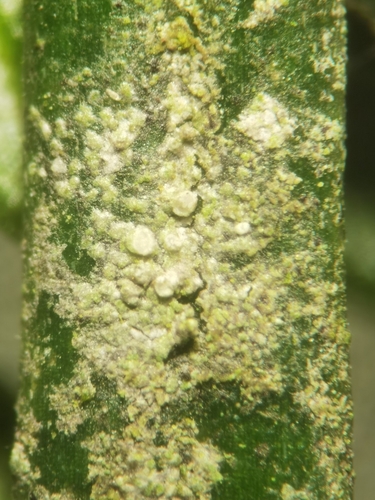 Fellhanera bouteillei observed 2026-09-13
