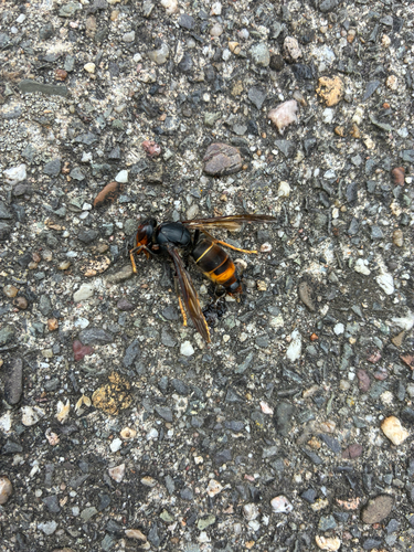 Yellow-legged Hornet