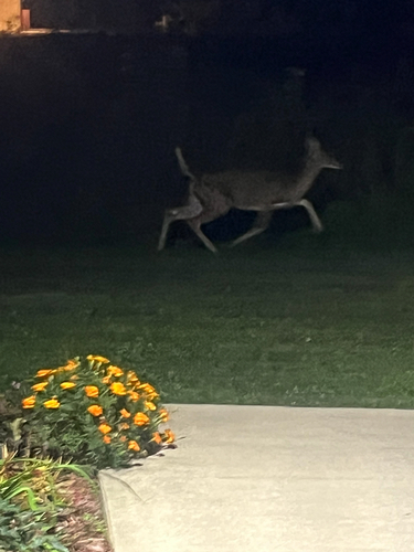 White-tailed Deer