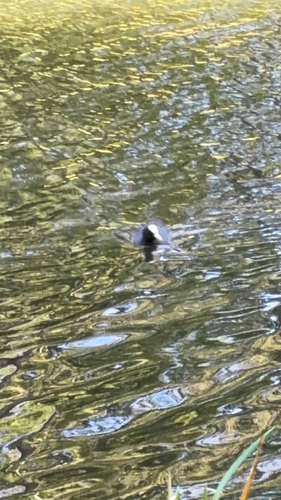 Eurasian Coot