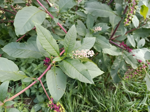 American pokeweed