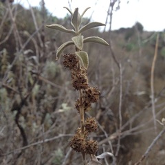Buddleja perfoliata