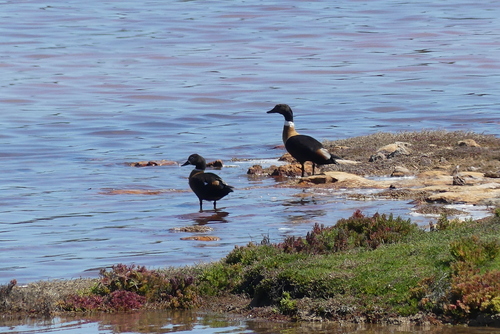 Australian Shelduck