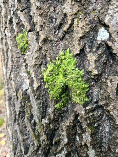 Flat-leaved Scalewort