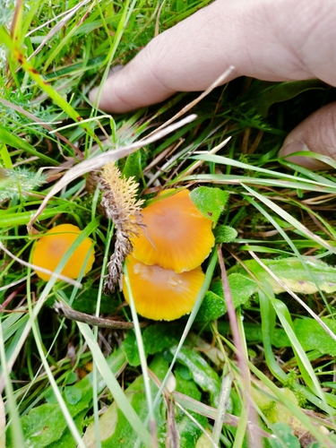 Butter Waxcap
