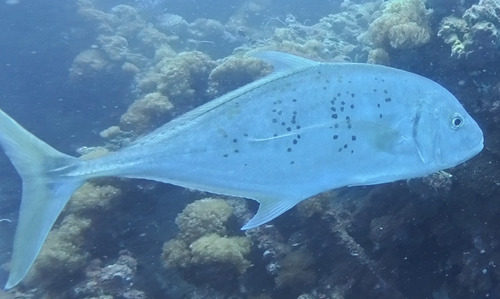 Carangoides fulvoguttatus observed 2026-09-17