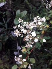 Colignonia