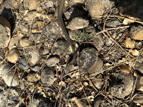 Western Montpellier Snake