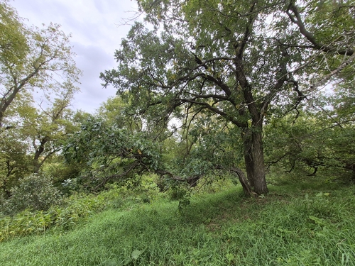bur oak
