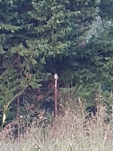 Little Owl