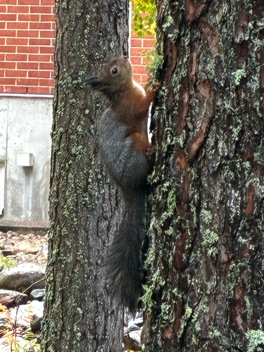 Eurasian Red Squirrel