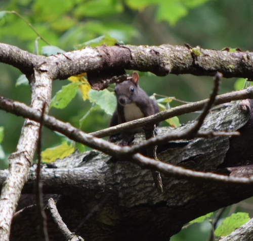 Eurasian Red Squirrel