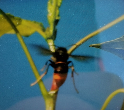 Yellow-legged Hornet