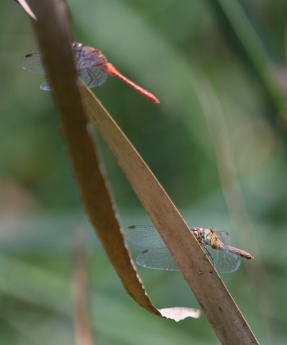 Ruddy Darter