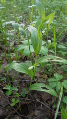 Polygonatum humile