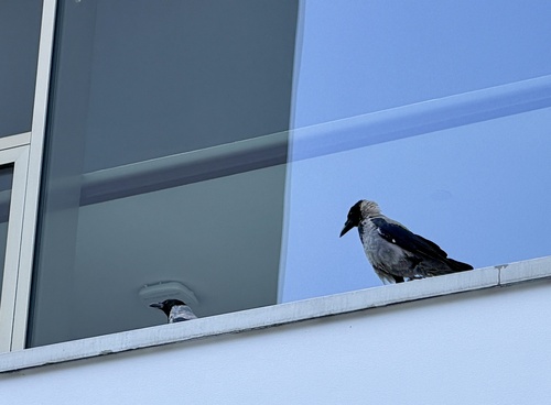 Hooded Crow
