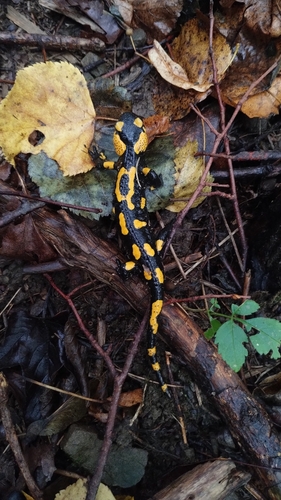 Fire Salamander
