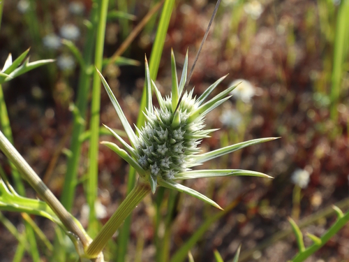 Eryngium pinnatifidum