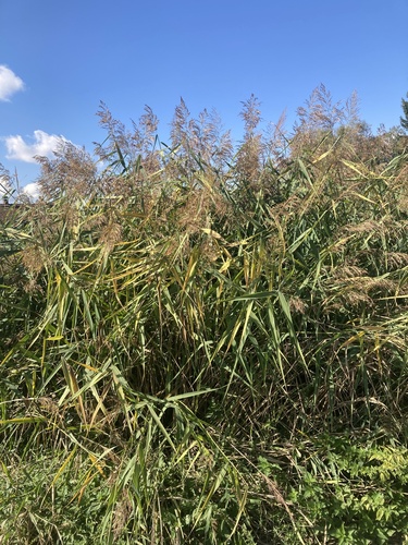 common reed