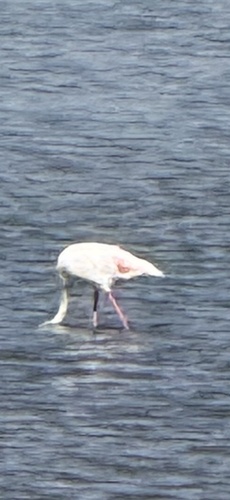 Greater Flamingo