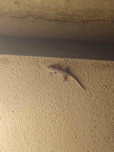 Moorish Gecko